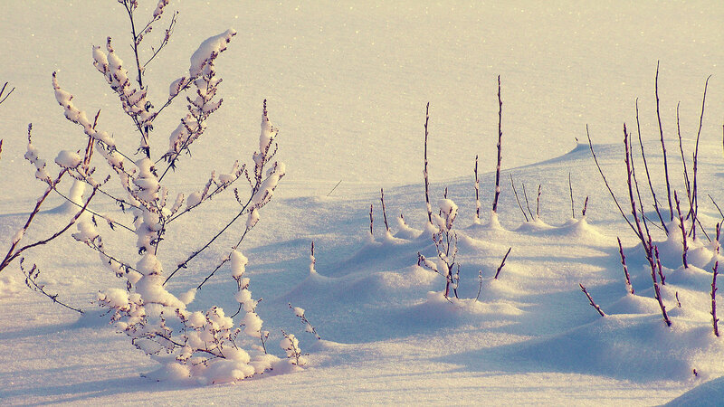 Snow-covered Shrubs