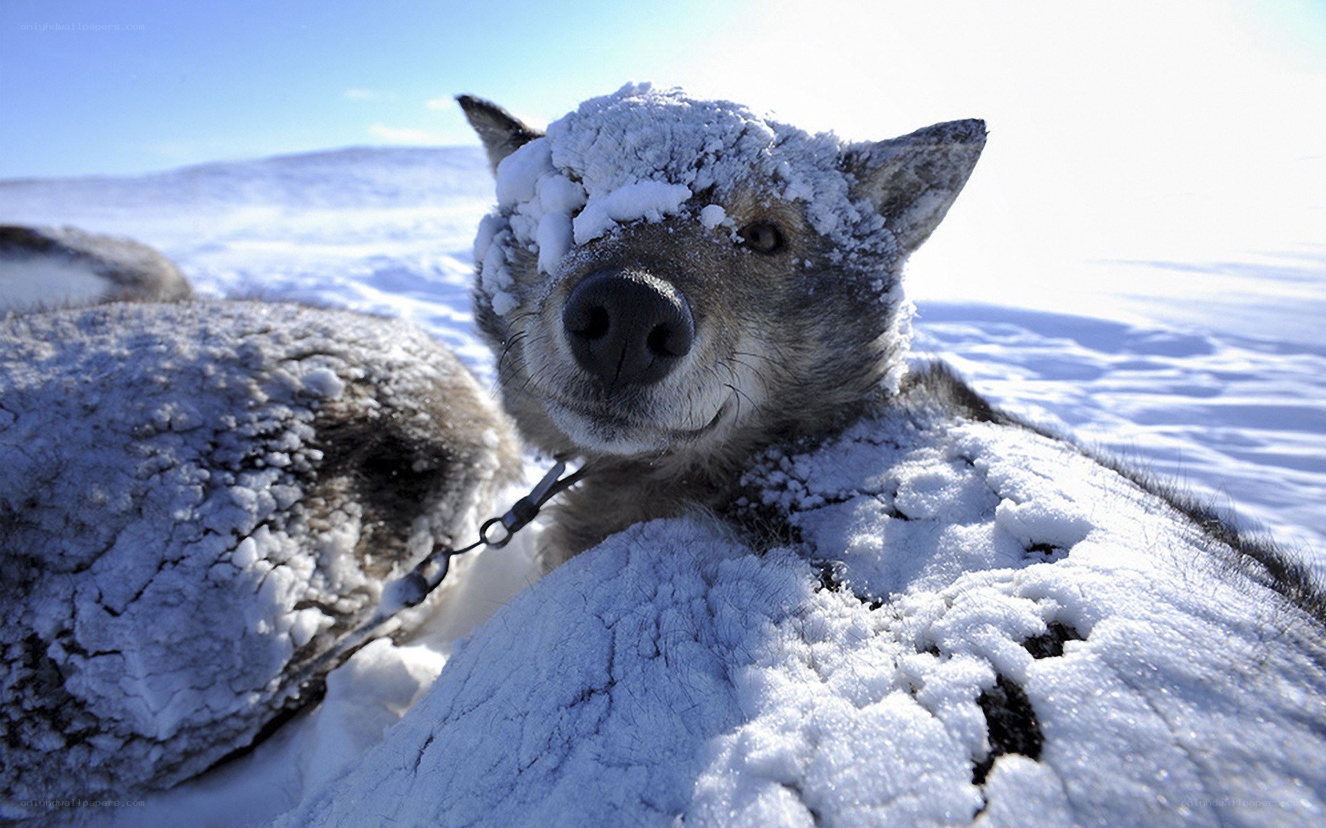 snow-covered sled dog
