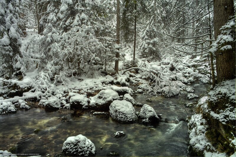 Snow-covered Stream in Forest — White, Serene