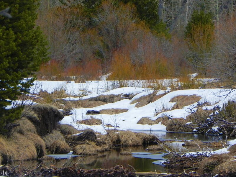 Snow-covered Stream — White, Calm