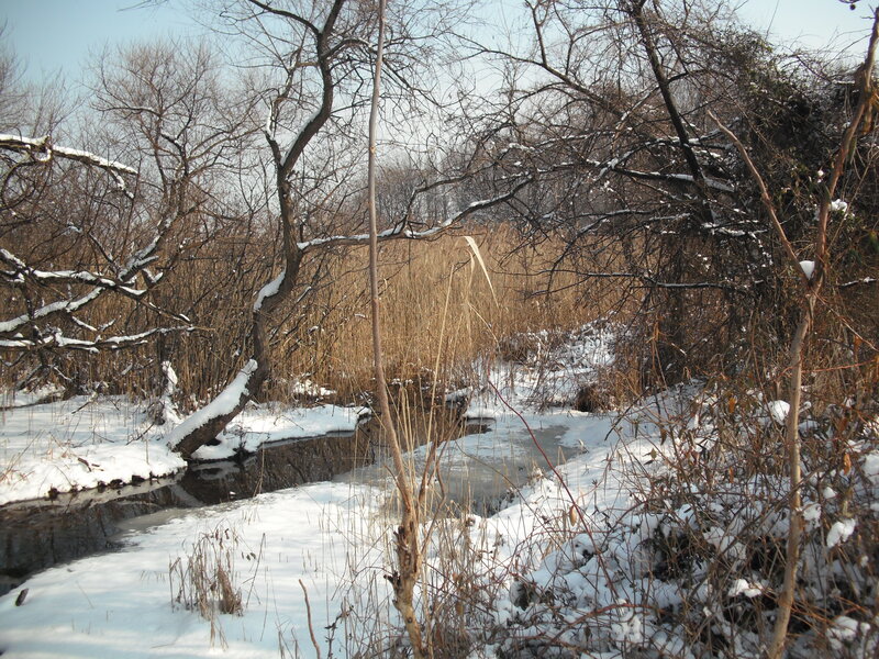 Snow-covered Stream — White, Quiet, Winter
