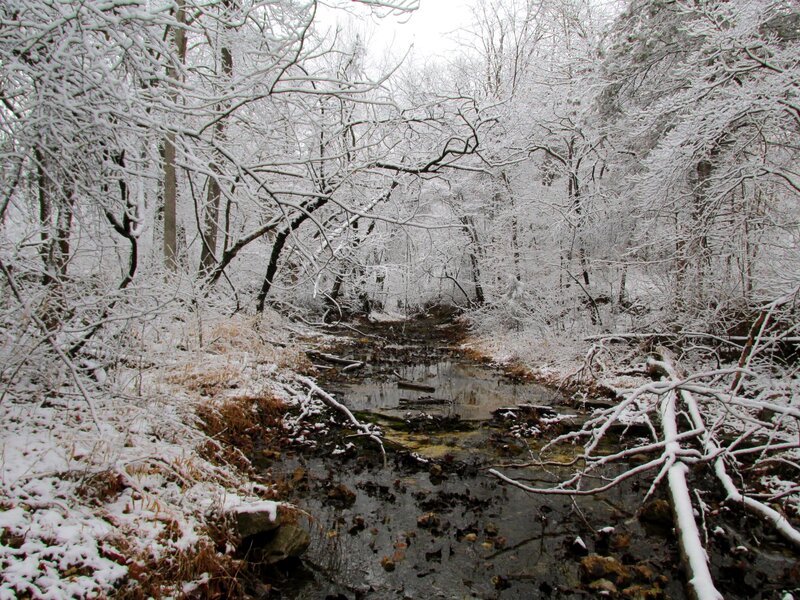 Snow-covered Stream — White, Serene, Winter, Photograph, Trees, Branches