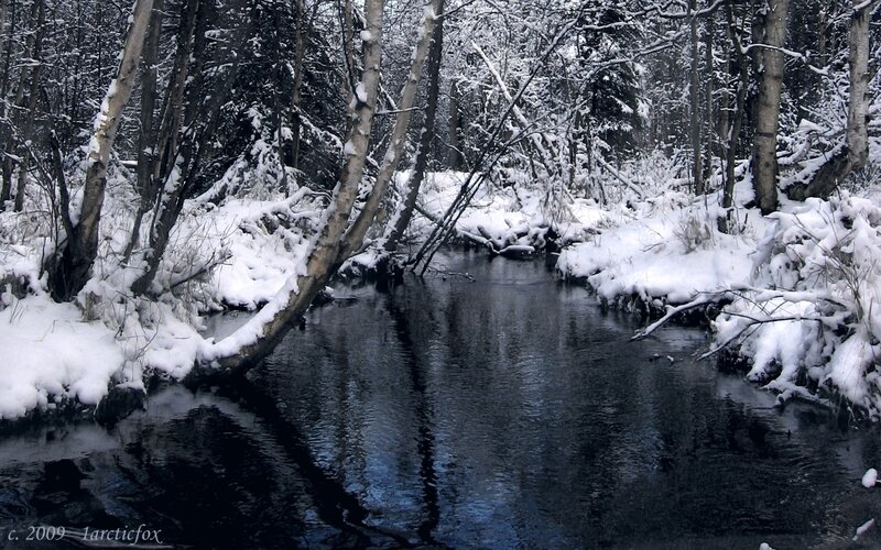 Snow-covered Stream — White, Serene, Winter, Photograph, Trees, River, Snow, Black