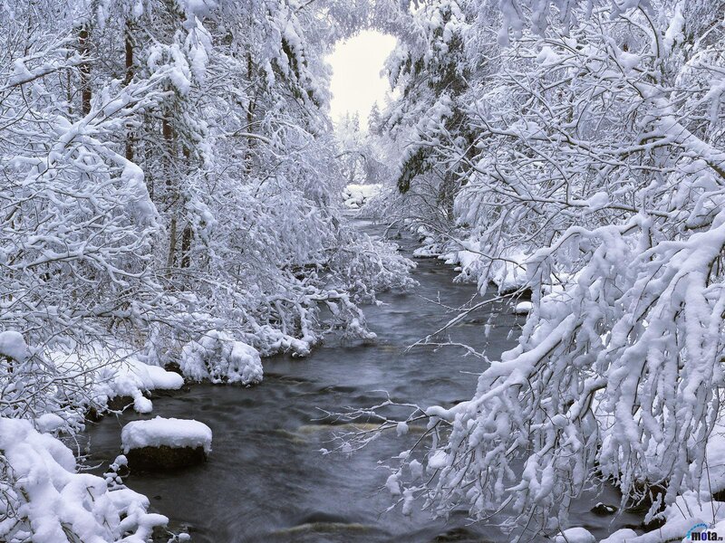 Snow-covered Stream — White, Serene, Winter, Photograph, Trees, River, Snow