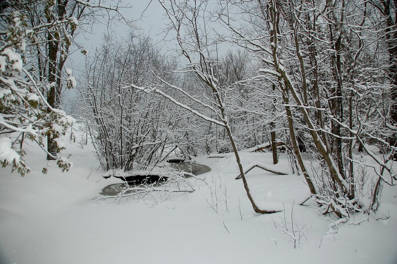 Snow-covered Stream — White, Serene, Winter, Photograph, Trees, Snow, Branches