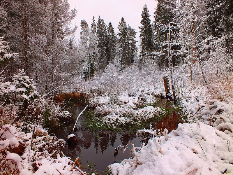 Snow-covered Stream — White, Serene, Winter, Photograph, Trees, Snow, River, Forest