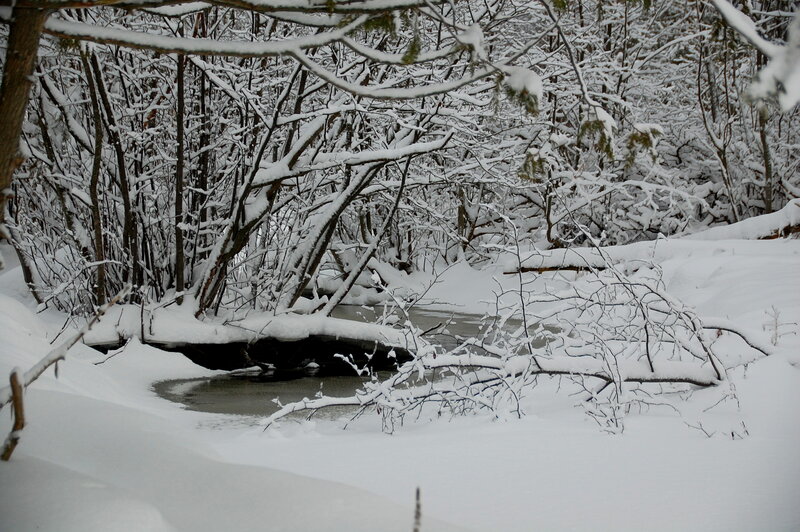 Snow-covered Stream — White, Serene, Winter, Photograph, Trees, Snow, River