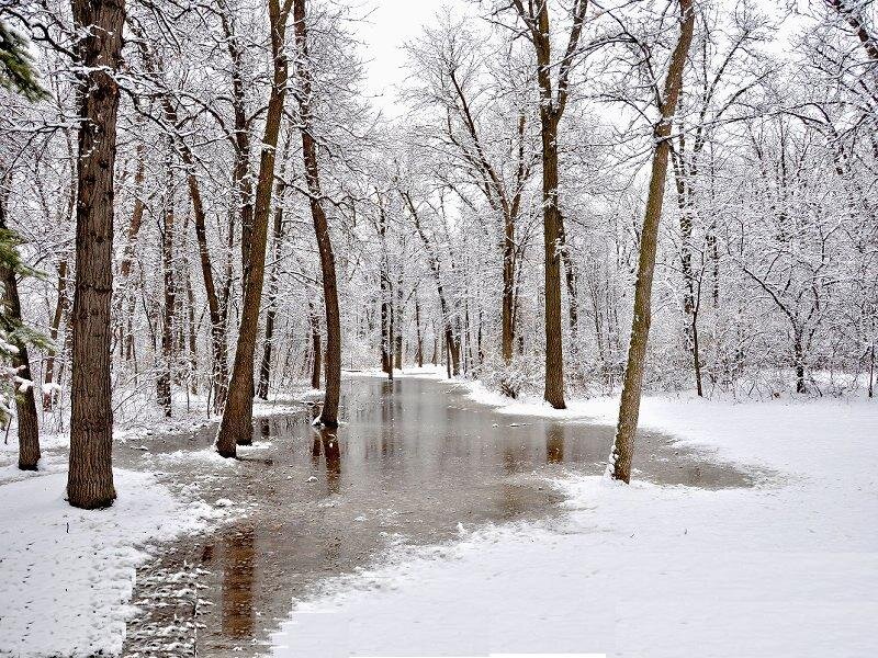 Snow-covered Stream — White, Serene, Winter, Photograph, Trees, Snow