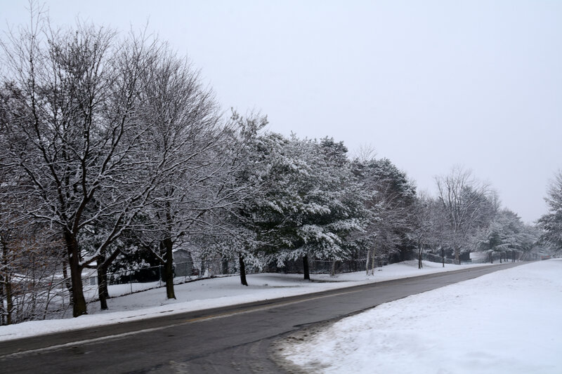 Snow-covered Street — White, Calm, Winter, Photograph, Trees, Road