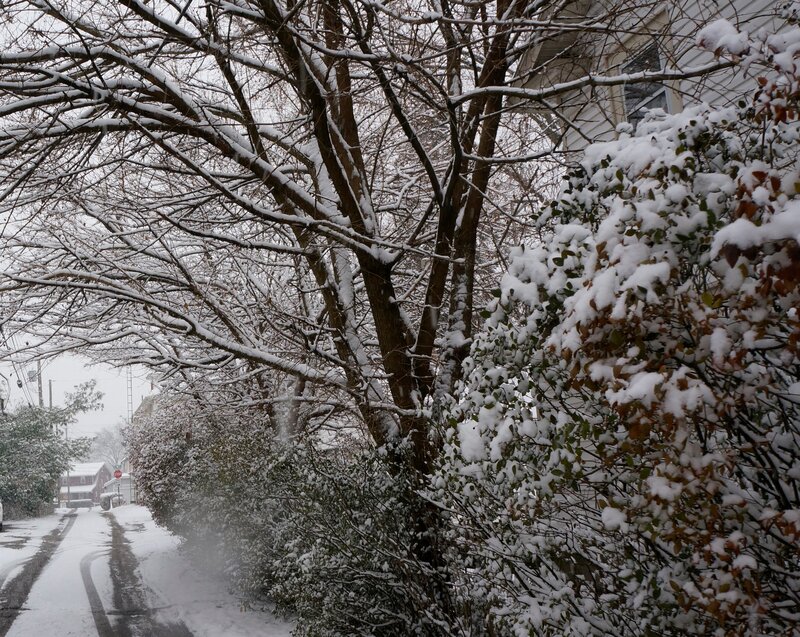 Snow-covered Street — White, Calm, Winter, Photograph, Trees