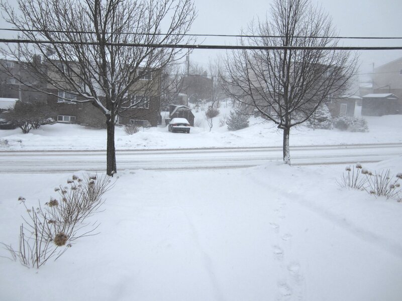 Snow-covered Street — White, Cold, Winter, Photograph, Trees