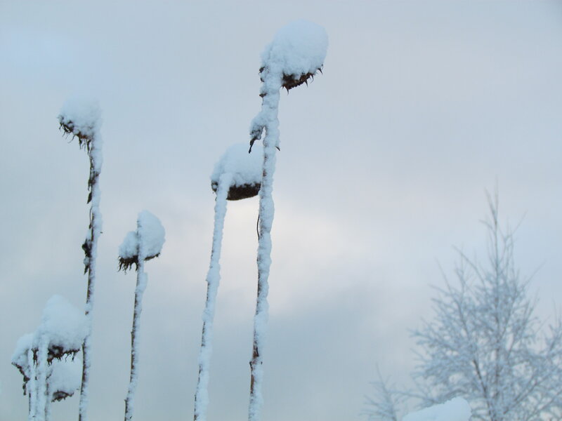 Snow-covered Sunflower Heads