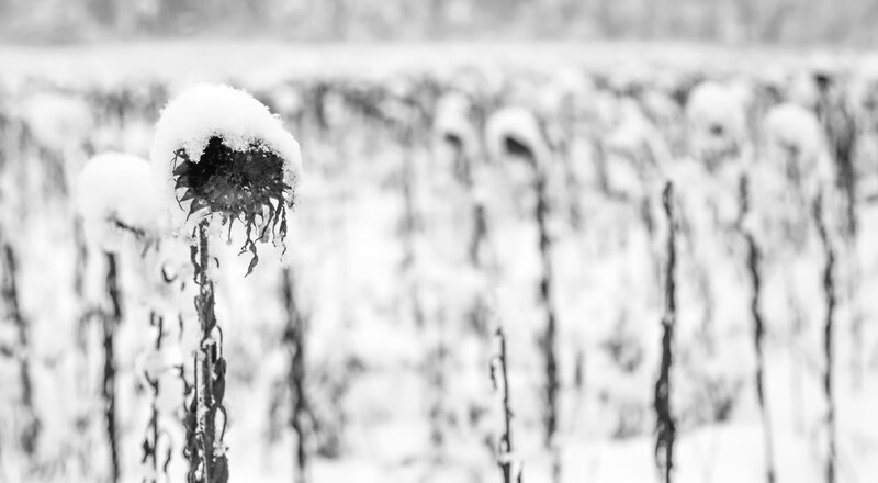 Snow-covered Sunflower