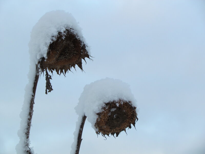 Snow-covered Sunflowers