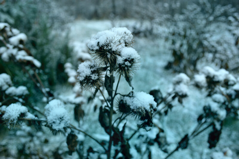 Snow-covered Thistle Plants