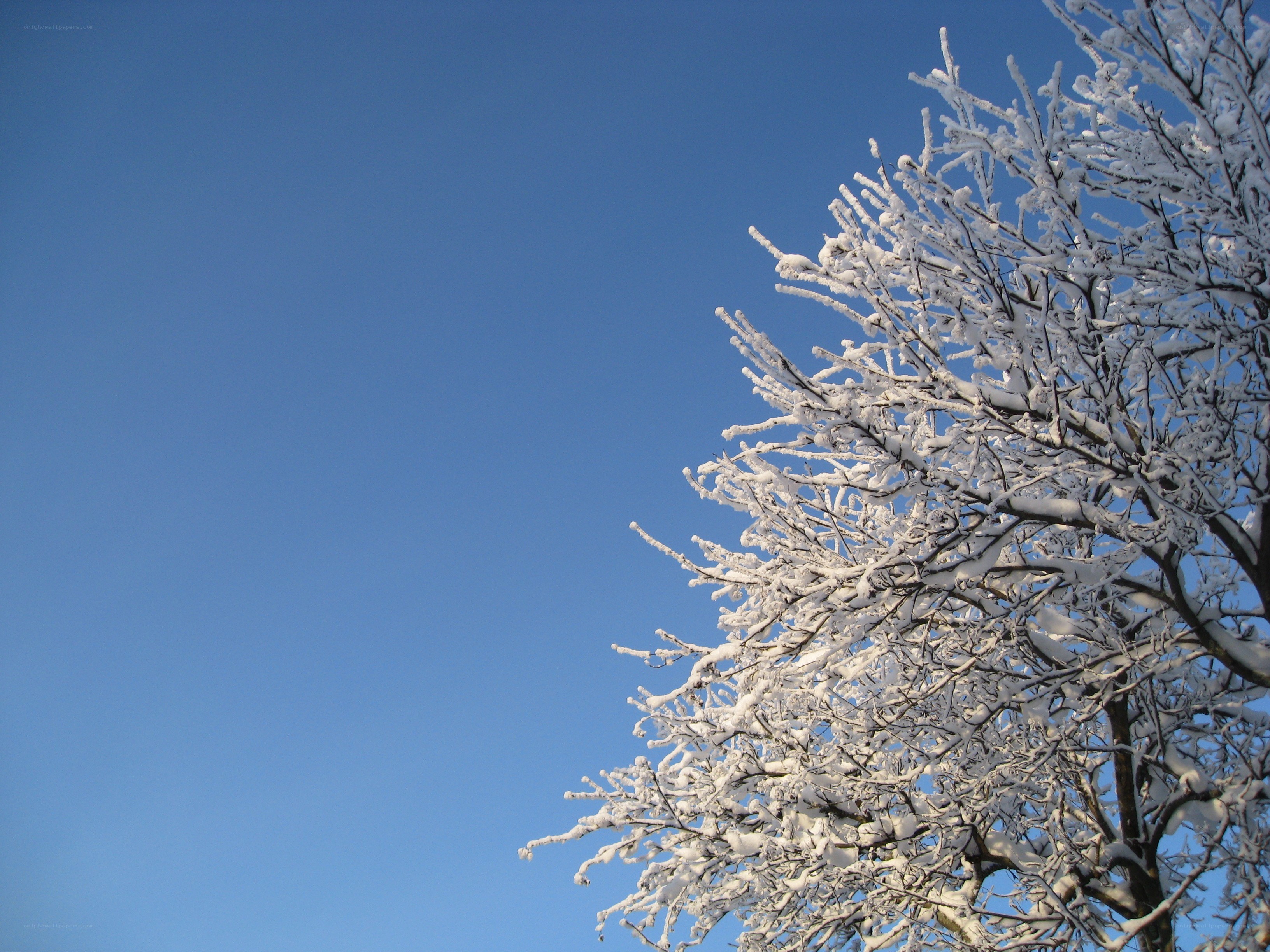 snow-covered tree against blue sky