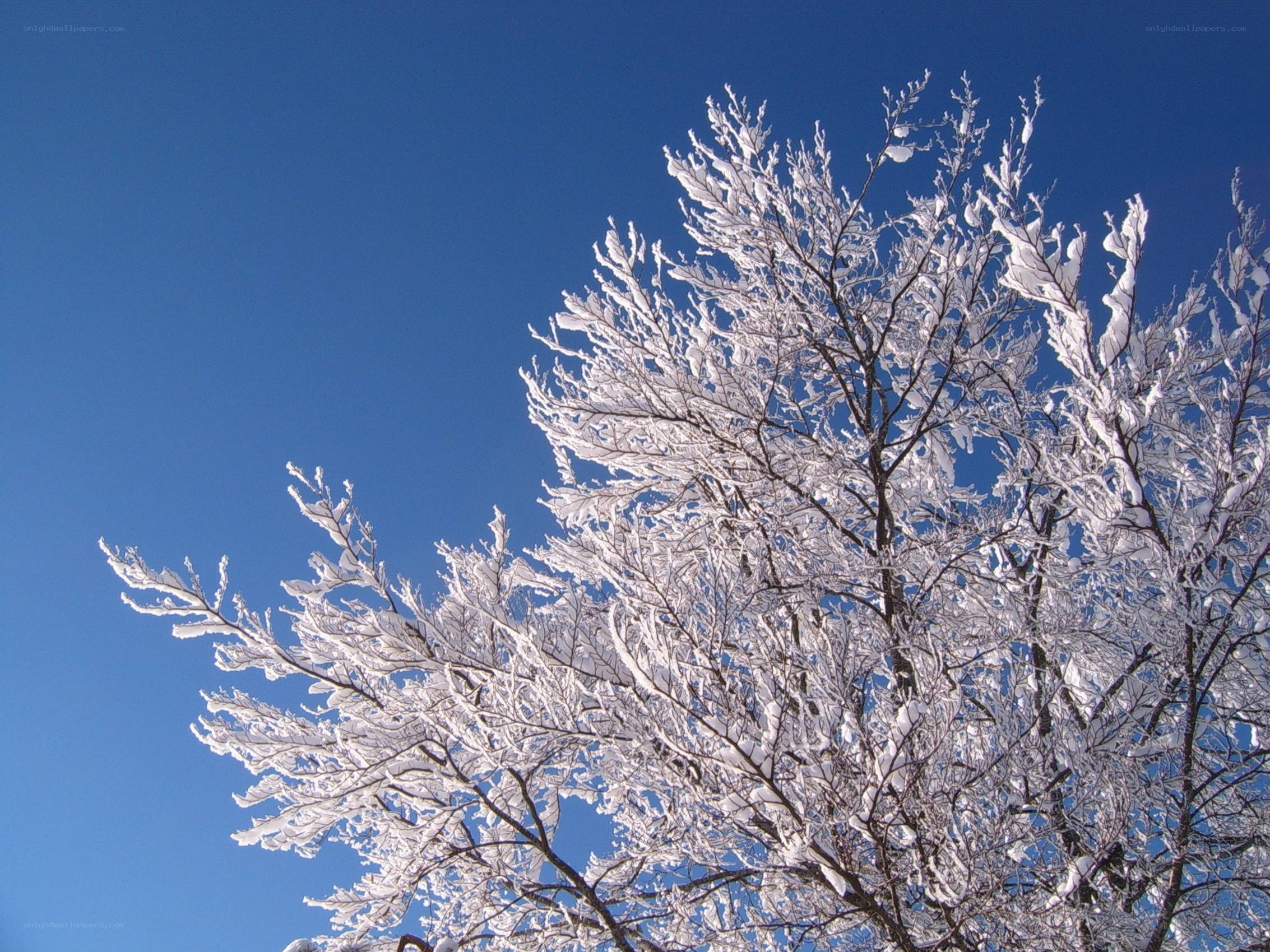 Snow-covered tree against blue sky