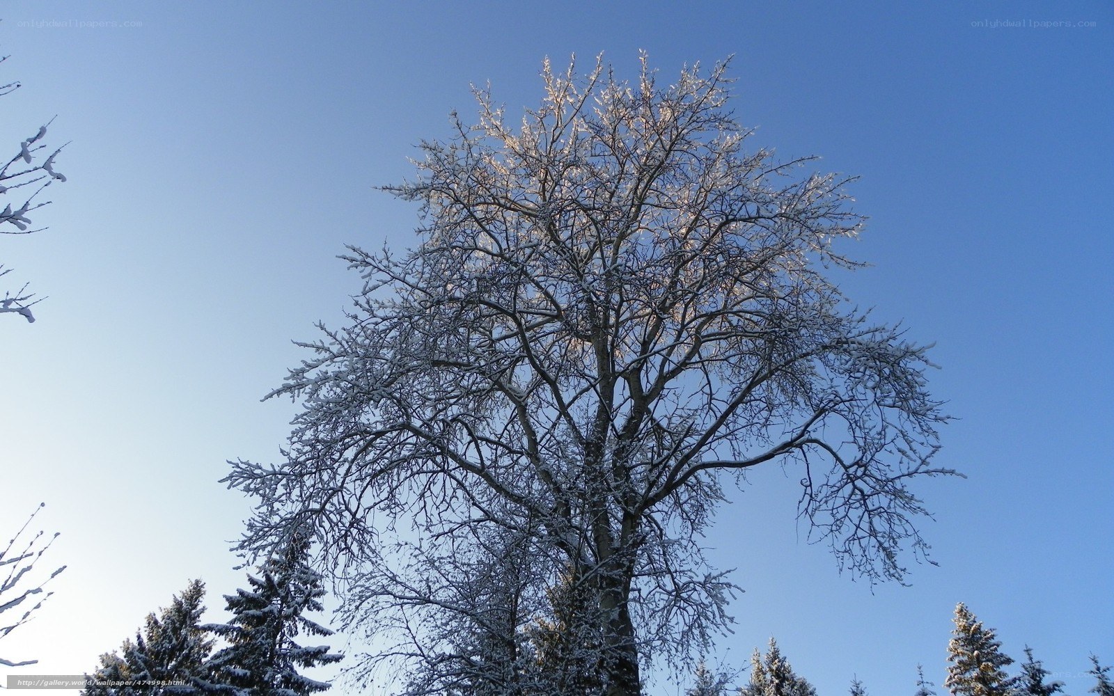 Snow-covered tree against blue sky