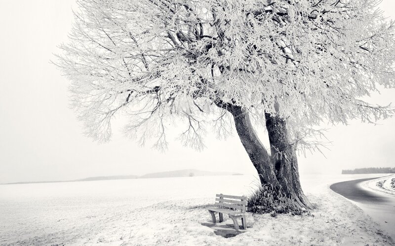 Snow-covered tree and bench