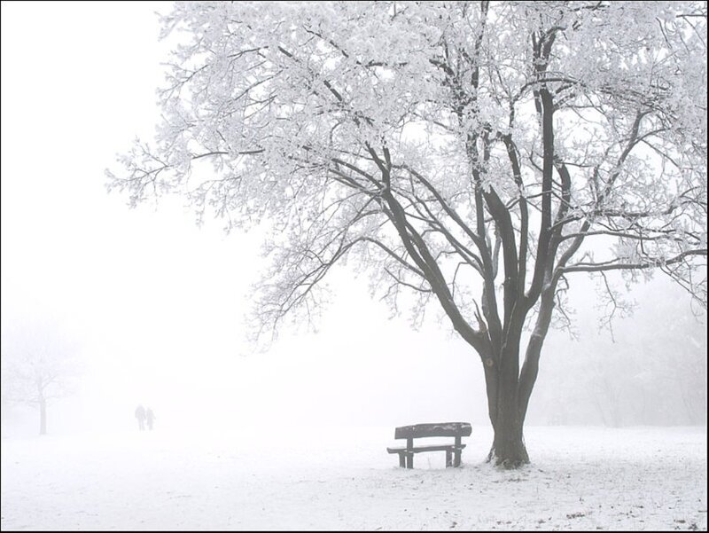 Snow-covered Tree and Bench — White