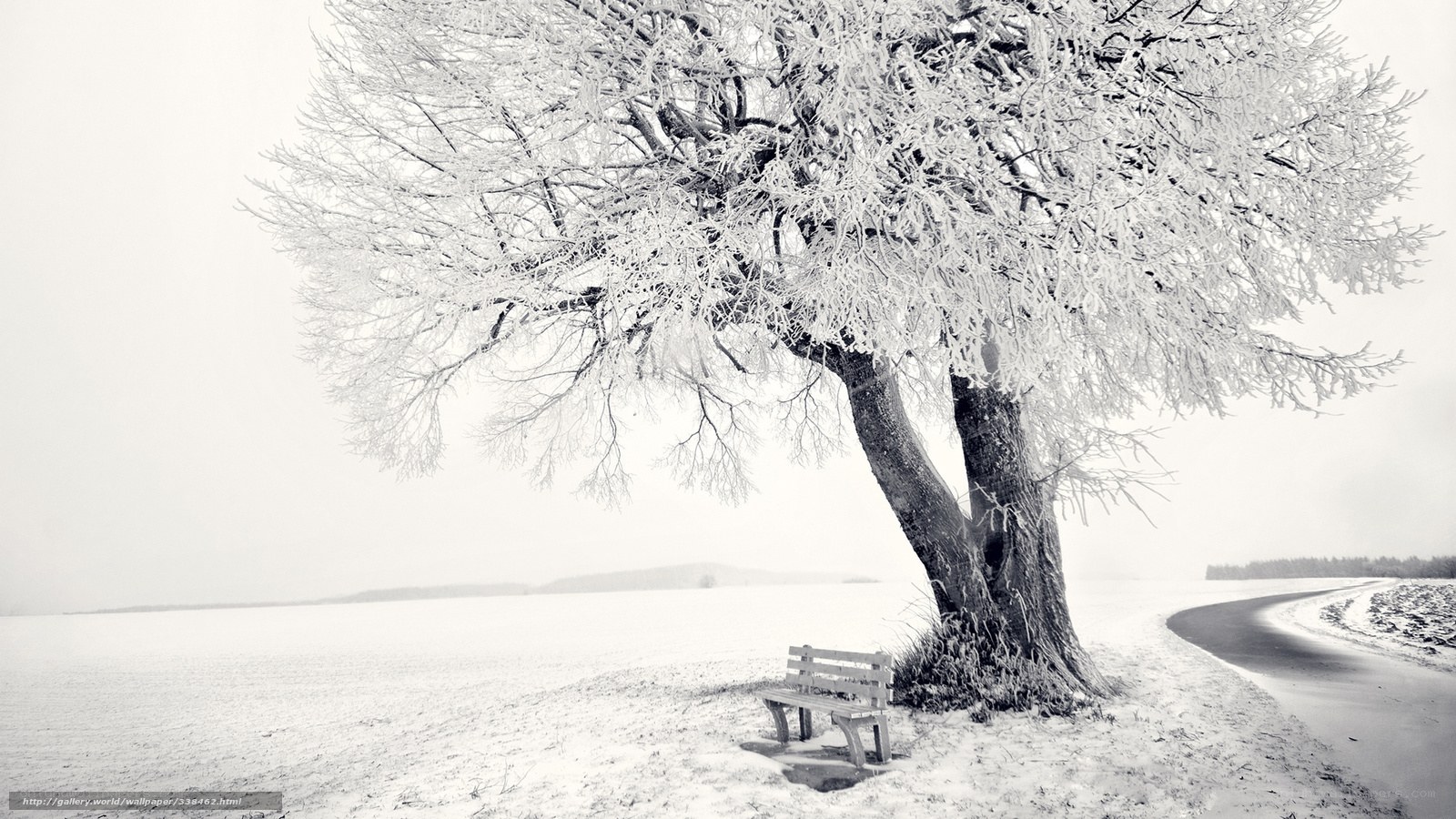 Snow-covered tree and bench