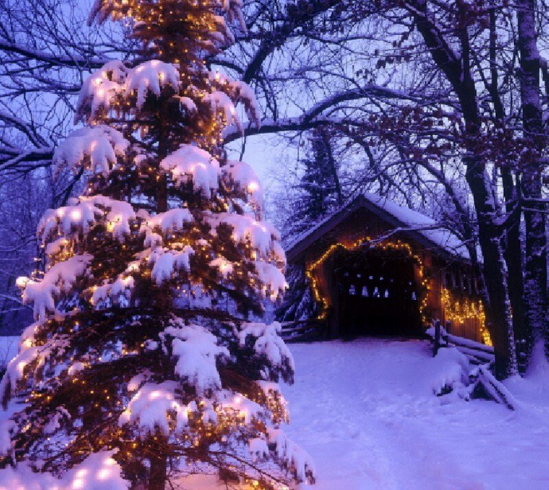 Snow-covered Tree and Bridge