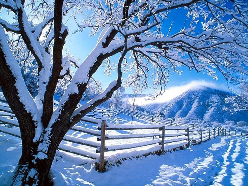 Snow-covered Tree and Fence — Blue, Serene