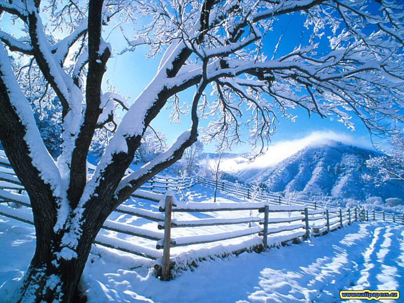 Snow-covered Tree and Fence — Blue, Serene, Winter, Photograph, Mountain