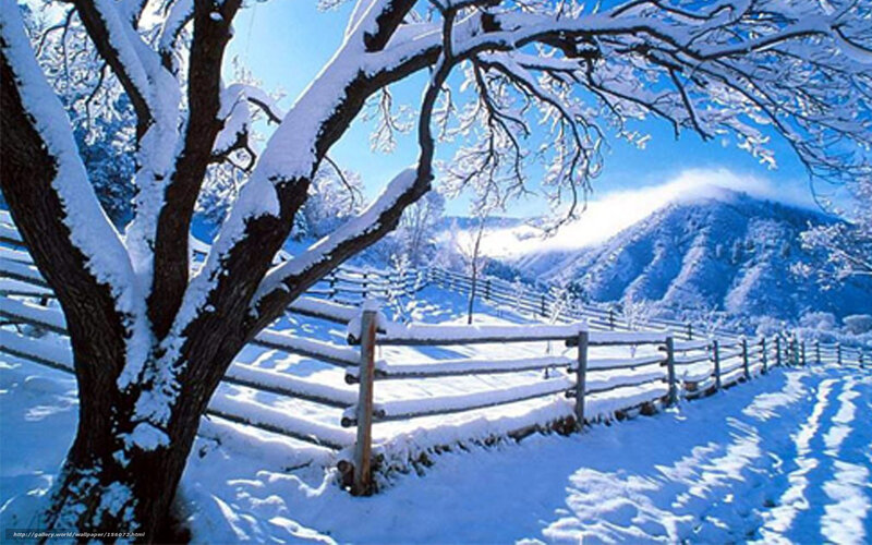 Snow-covered Tree and Fence — Blue, Serene, Winter