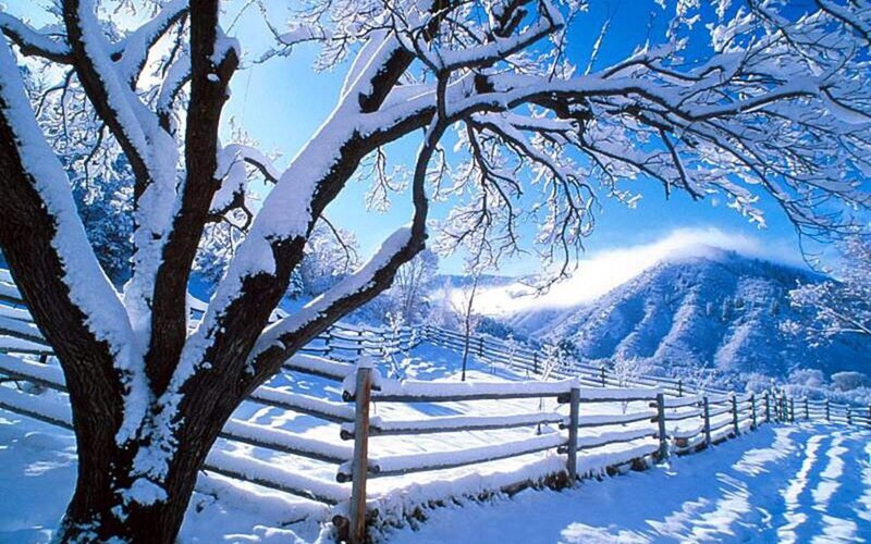Snow-covered Tree and Fence — Blue