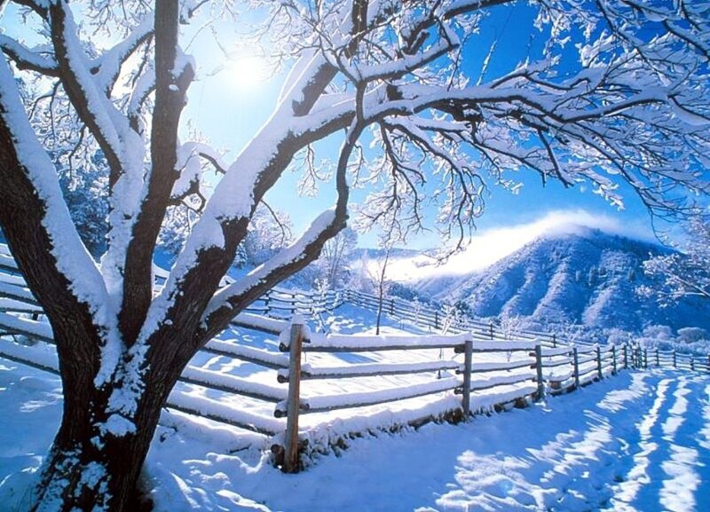 Snow-covered Tree and Fence