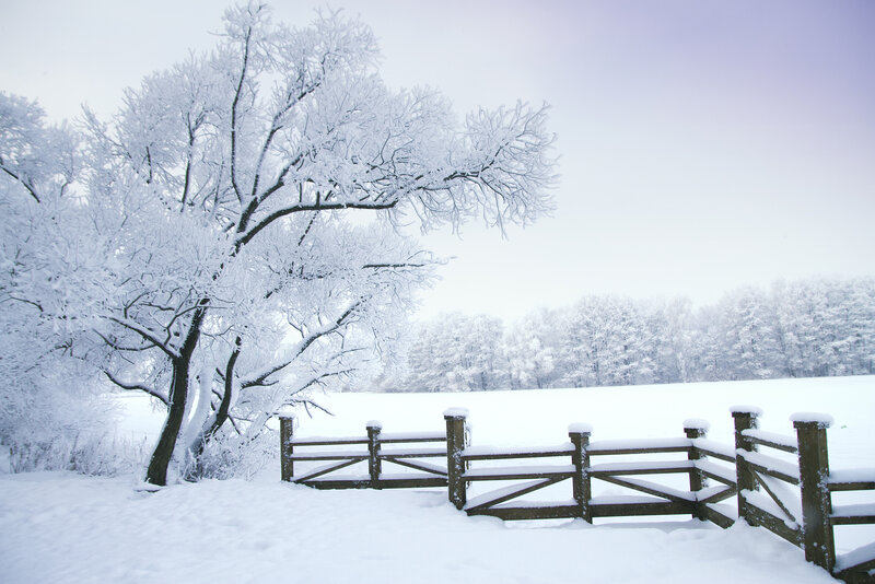 Snow-covered Tree and Fence — White
