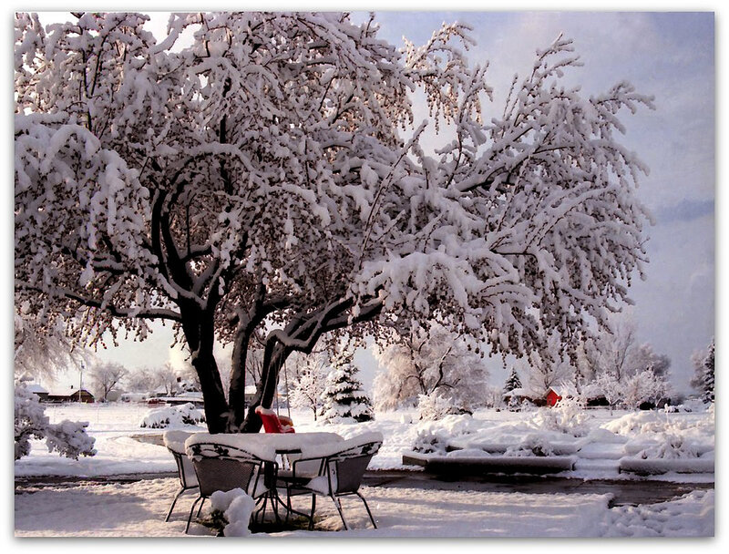 Snow-covered Tree and Patio