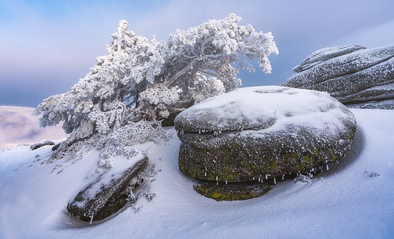 Snow-covered Tree and Rock