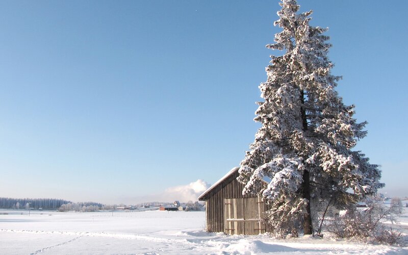 Snow-covered Tree and Shed