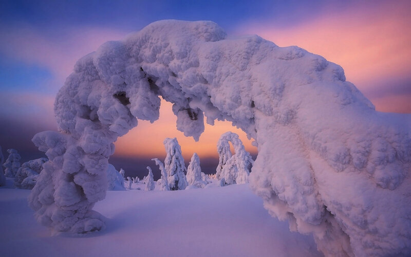 Snow-covered Tree Arch — Purple