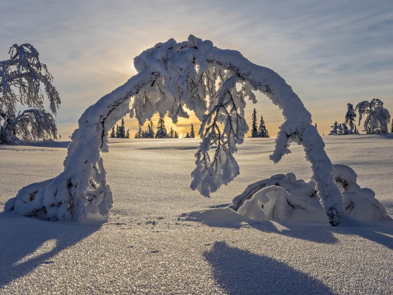 Snow-covered Tree Arch