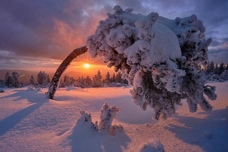 Snow-covered Tree Arch — White