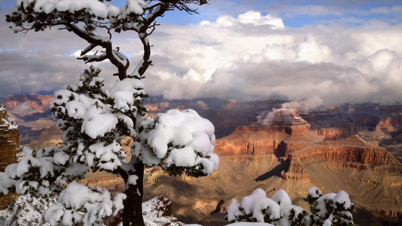 Snow-covered Tree at Canyon — White
