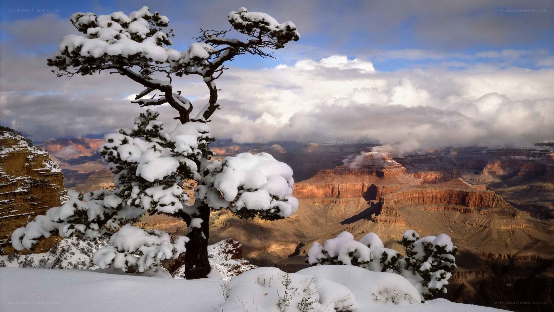 Snow-covered tree at Grand Canyon