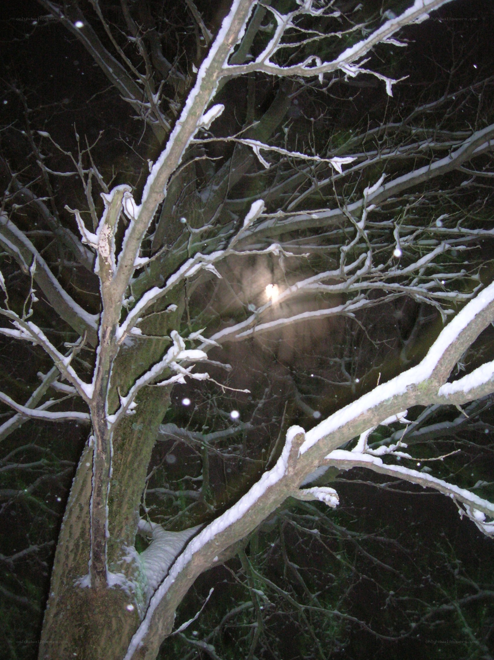 snow-covered tree at night