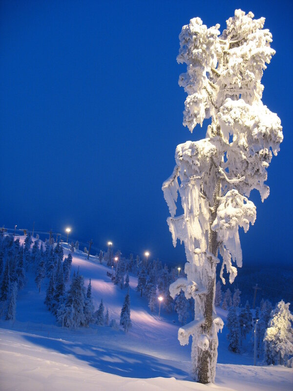 Snow-covered tree at night