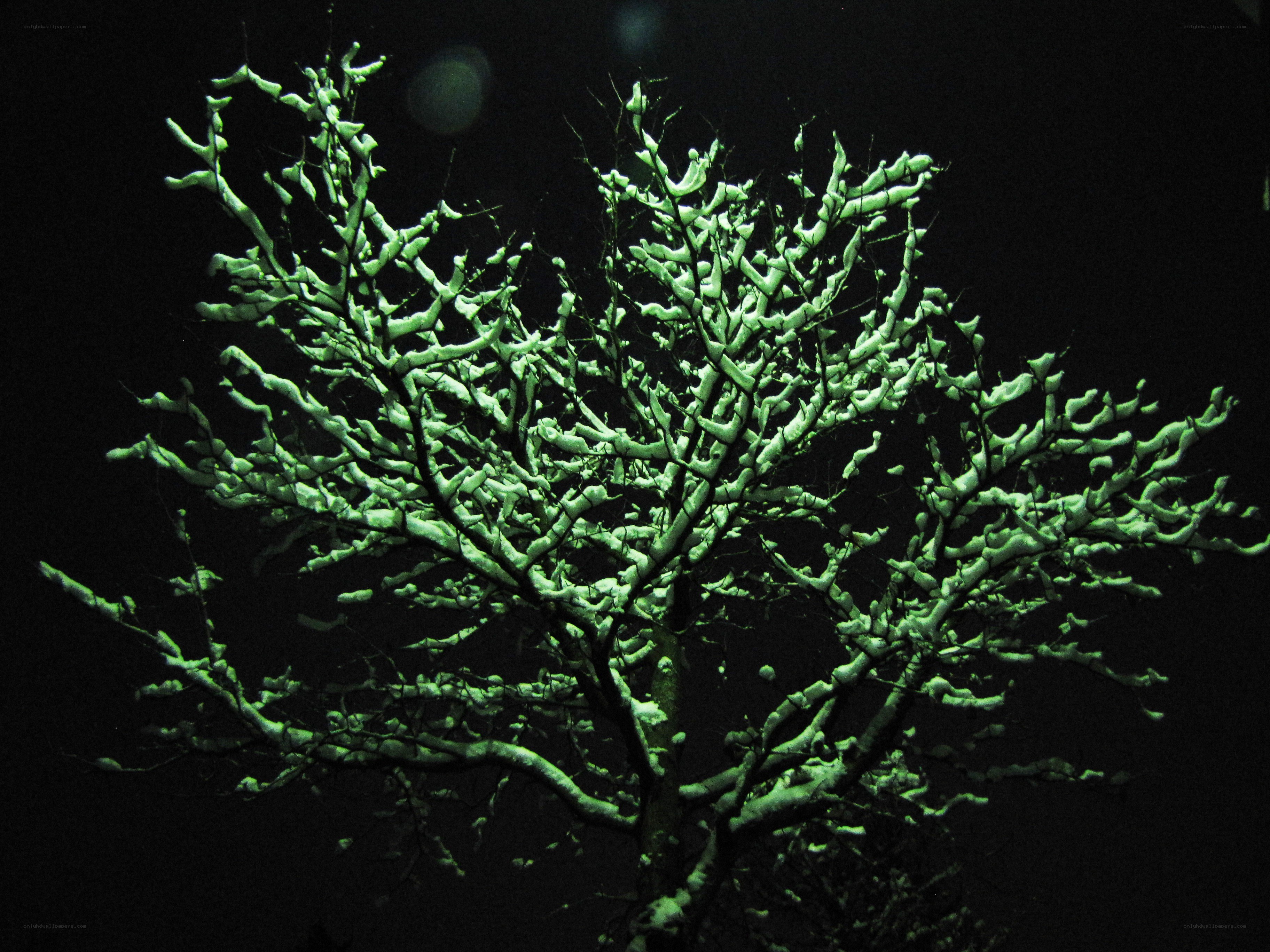 snow-covered tree at night
