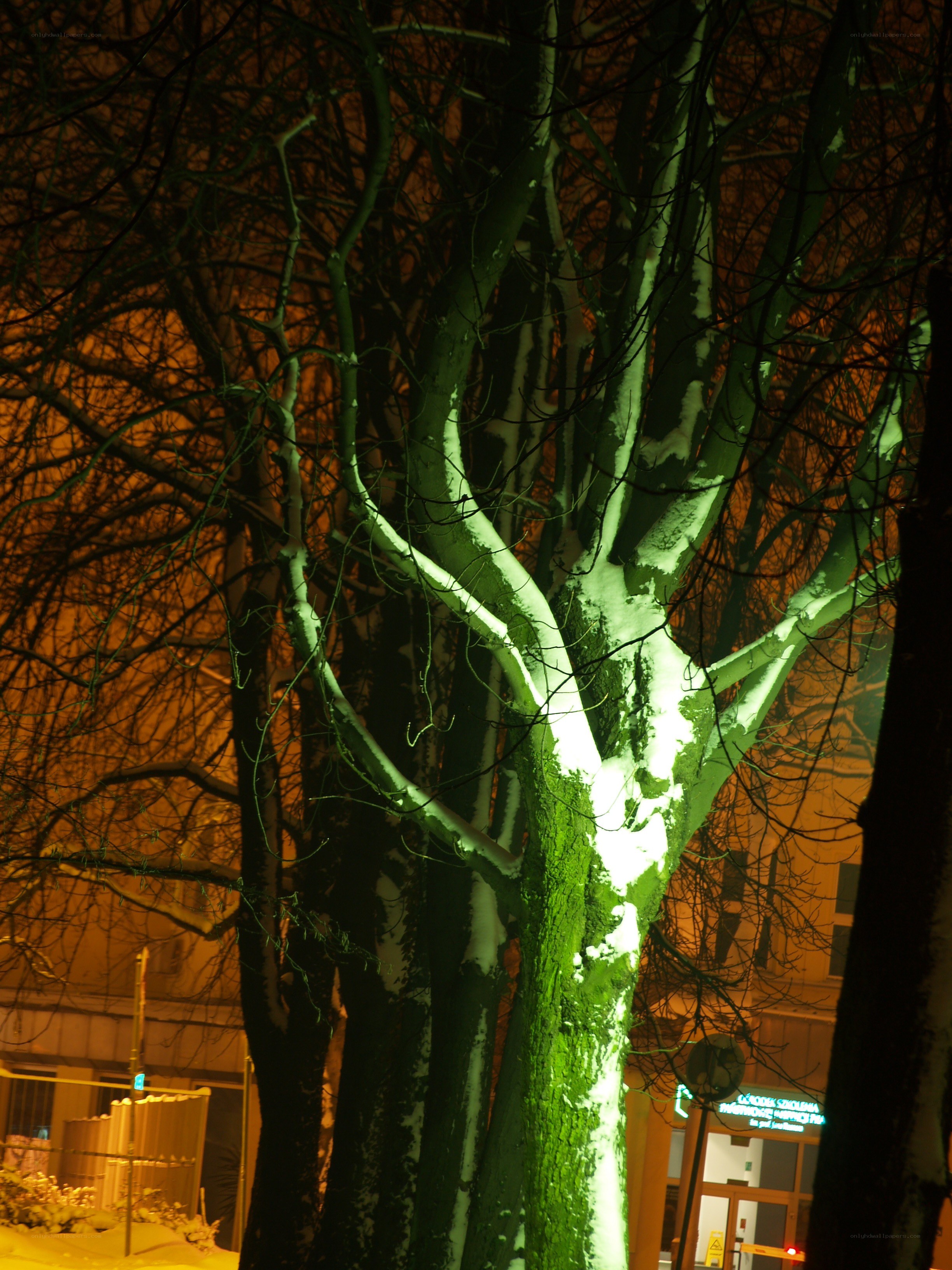 Snow-covered tree at night