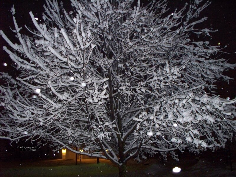 Snow-covered tree at night
