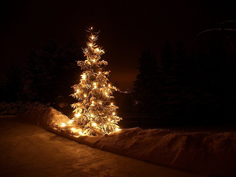 Snow-covered Tree at Night — Black