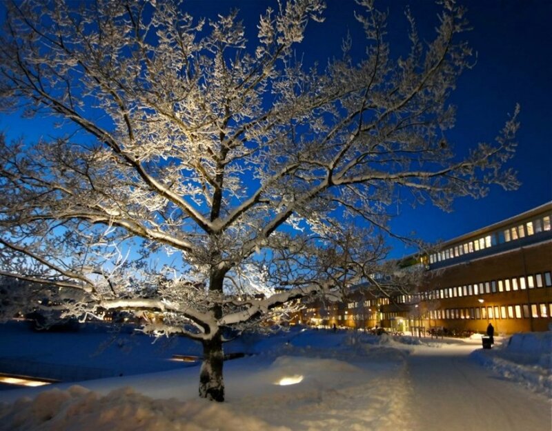 Snow-covered Tree at Night — Blue, Serene, Photograph