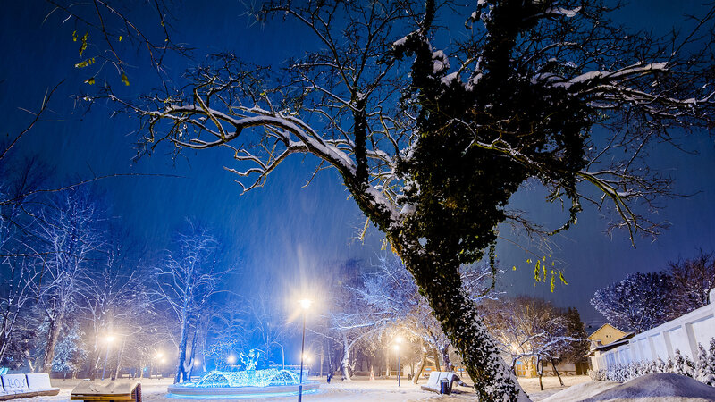 Snow-covered Tree at Night — Blue, Serene