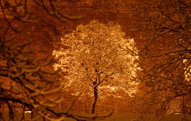 Snow-covered Tree at Night — Orange