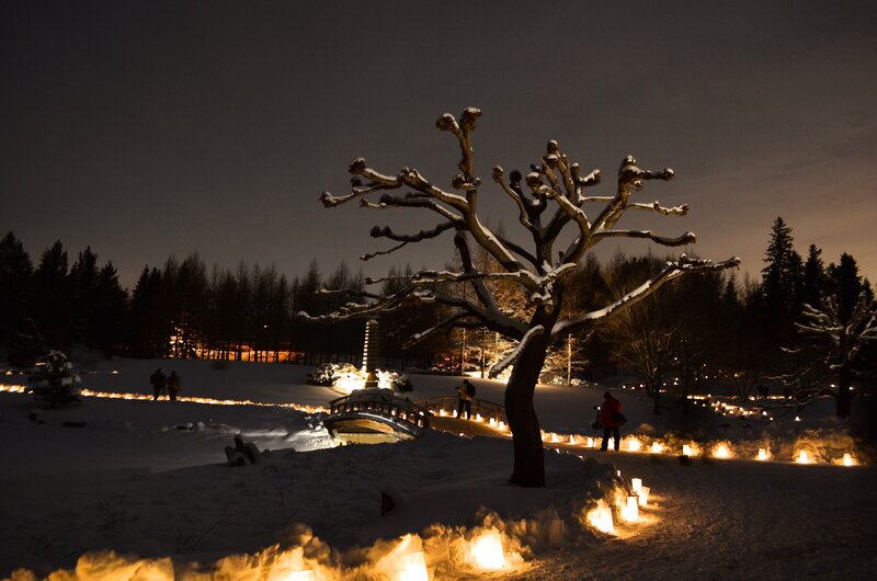 Snow-covered Tree at Night — White, Serene, Photograph